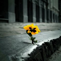 flower-in-sidewalk